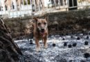 Είμαστε δίπλα στα ζώα στις πυρόπληκτες περιοχές – ΝΕΑ Ενημέρωση 19.07.2023